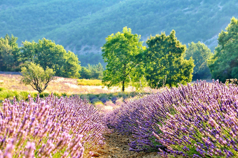 From Paris: Castle of Chambord & Lavender fields Day Trip