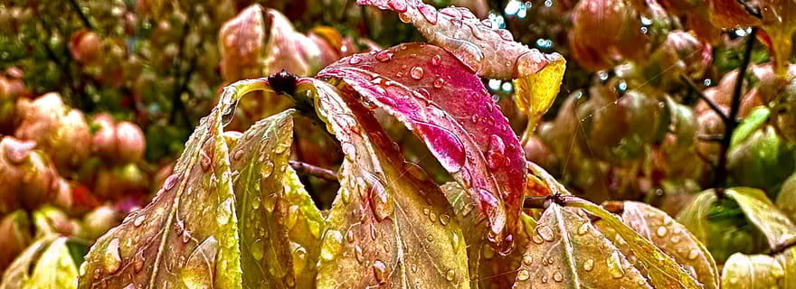 Safari photo à Ketchikan