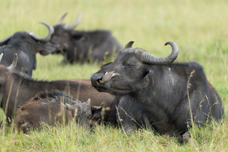 St. Lucia: dagvullende tour