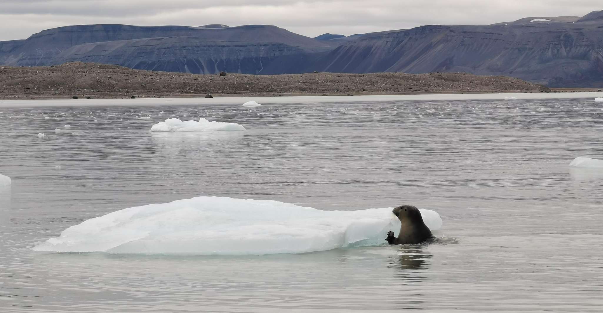 Walrus Safari tour by open boat - Housity