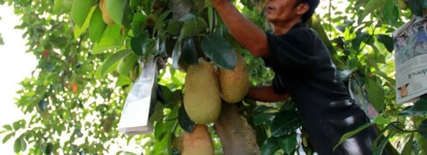 Desaru Discovery : visite de fermes et festin de fruits de mer !