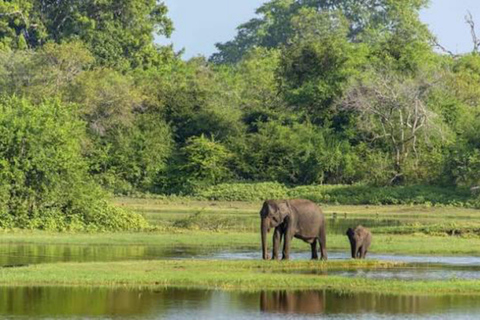 From Sigiriya: Wasgamuwa National Park Safari Adventure