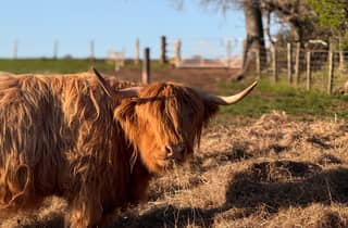 Edinburgh: Highland-Cow-Farm-Erlebnis mit Transfer