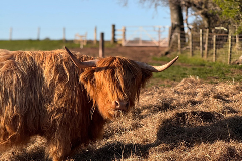 Edinburgh: Highland Cow Farm Experience with Transfer