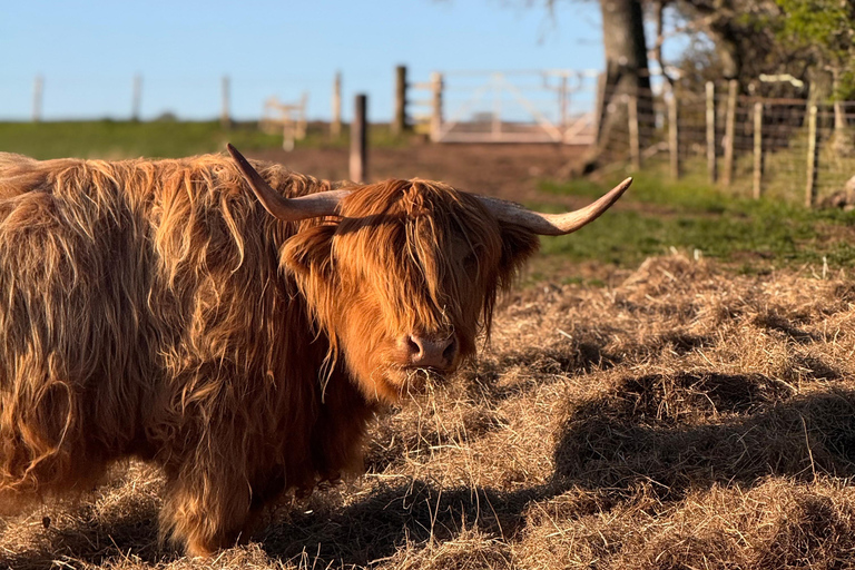 Edinburgh: Highland Cow Farm Experience with Transfer