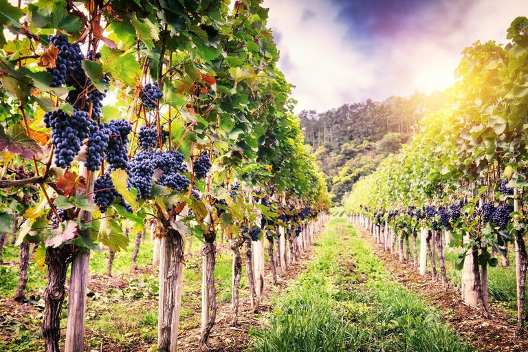 Wine Experience in Franciacorta, Italy's Champagne Region Inside the Cellar: Guided Visit & 3 Wine Tasting