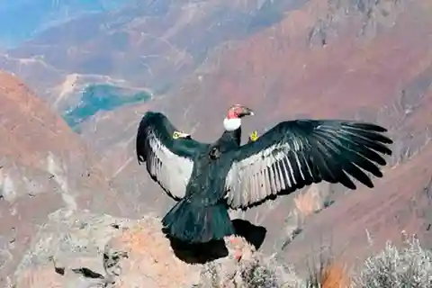 Desde Arequipa: Cañón del Colca + Excursión en hotel de 2D/1N