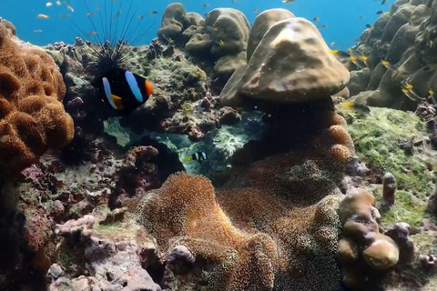 Phi Phi, Maya, Khai Island: Snorkling dagsutflykt från Phuket