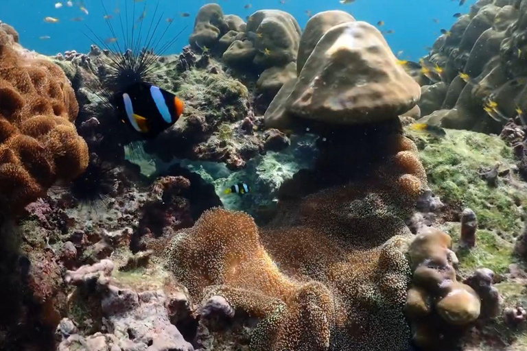 Phi Phi, Maya, Khai Island: Snorkling dagsutflykt från Phuket