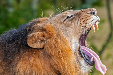 Excursion d'une journée à la réserve naturelle d'Ol Pejeta depuis NairobiEXCURSION D'UNE JOURNÉE À OLPEJETA AU DÉPART DE NAIROBI