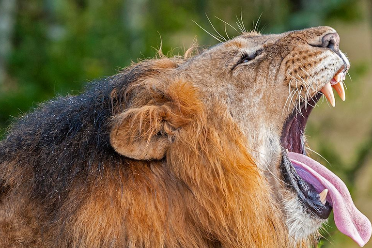 Excursion d'une journée à la réserve naturelle d'Ol Pejeta depuis NairobiEXCURSION D'UNE JOURNÉE À OLPEJETA AU DÉPART DE NAIROBI