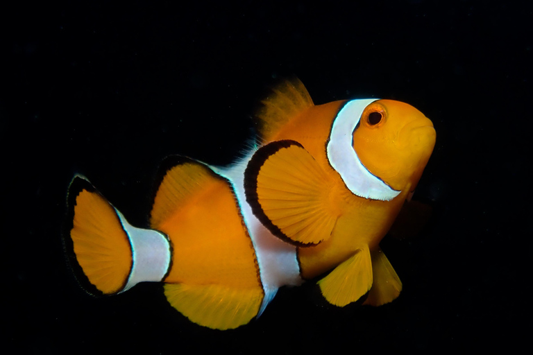 From Phi Phi: Beginner Scuba Diving Day Trip with 2 Dives Morning Scuba (2 Dives)