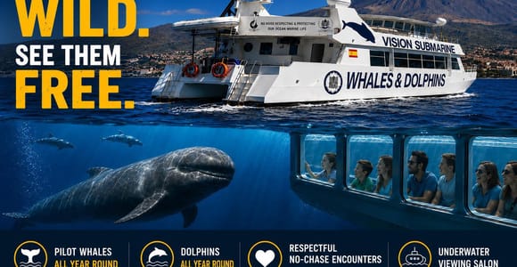Tenerife: Eco No-Chase Respectful Whale & Dolphin Encounter