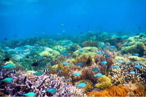 Lombok Tagesausflug: Schnorcheln_Gili Trawangan, Meno, Air