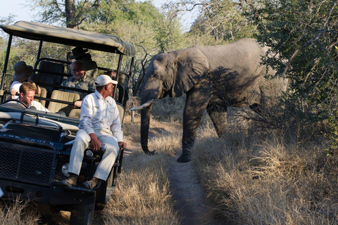 Agra: Tour SOS all&#039;alba del Taj Mahal e della fauna selvatica degli elefantiTour privato con biglietti d&#039;ingresso e pranzo