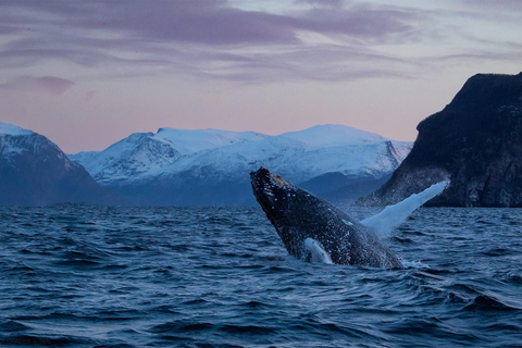 Desde Tromsø: Excursión nocturna de auroras boreales y avistamiento de ballenasDesde Tromsø: Excursión nocturna para ver auroras boreales y ballenas