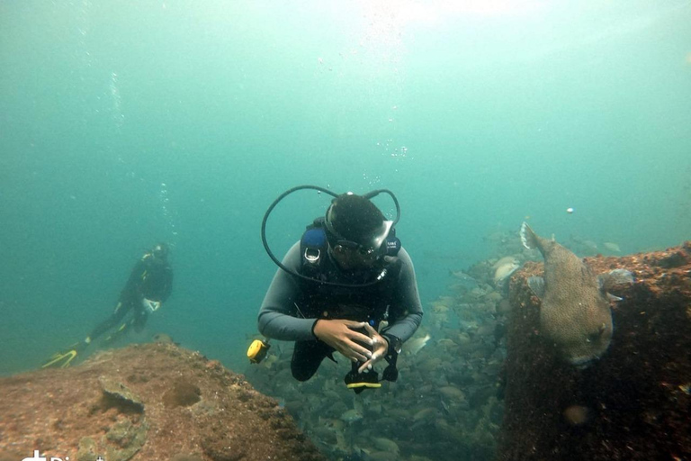 Salalah: Scuba Diving Discover Oman’s hidden underwater gems