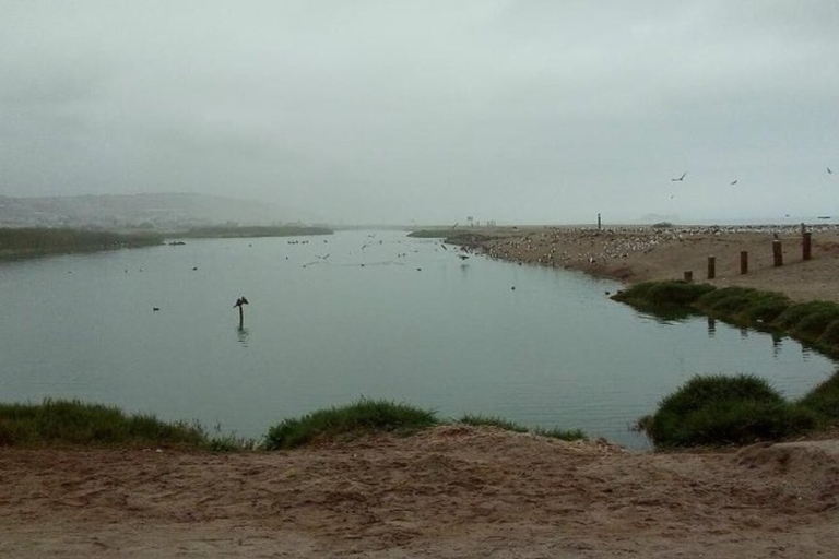 Visite de la réserve naturelle Pantanos de Villa à Lima