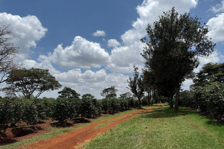 Nairobi: Half day Coffee Farm tour with a local guide