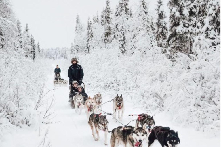 Rovaniemi: Small-Group Self-Drive Husky Experience