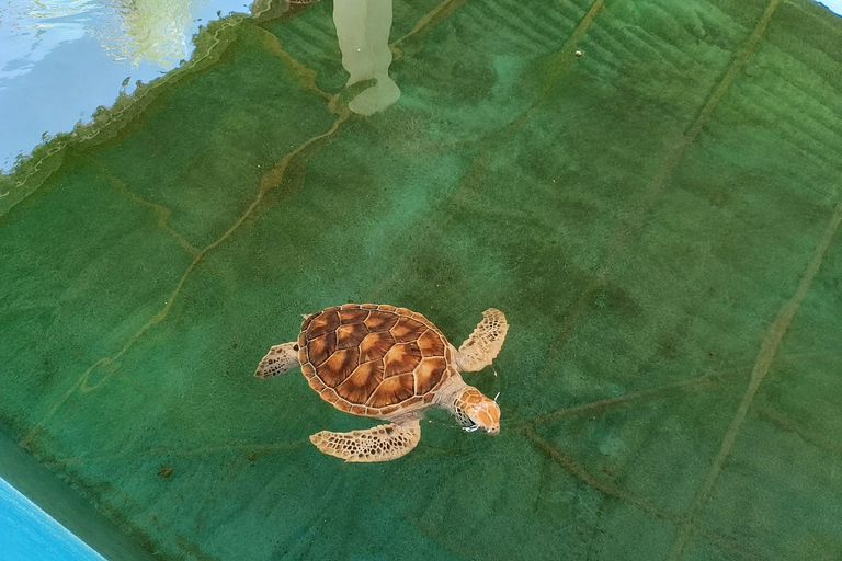 Khao Lak: Bamboo Rafting, Turtle Center & Temple Tour
