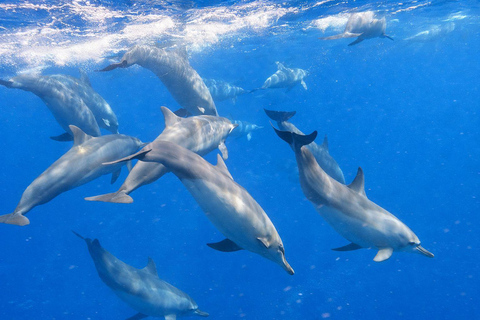 North Bali: Dolphin Swim, Snorkeling, & Waterfall Cliff Jump Small Group With Hotel Transfer Central Bali