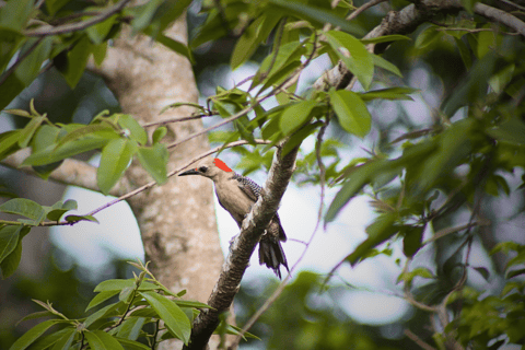 Valladolid: Chichen Itza + 2 Cenotes with Shared Transportation VALLADOLID: CHICHÉN ITZÁ + 2 CENOTES SHARED TRANSPORTATION