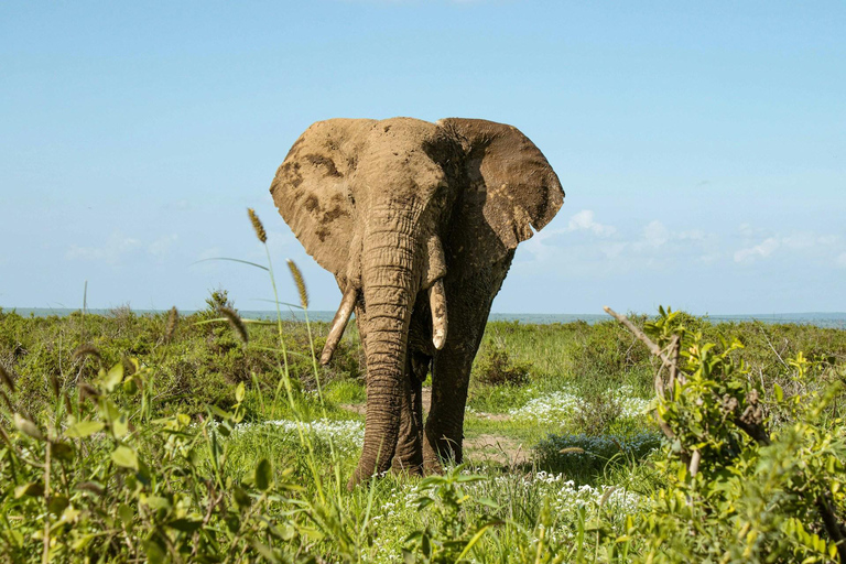 Amboseli National Park: Full Day Tour From Nairobi Overnight Amboseli National Park
