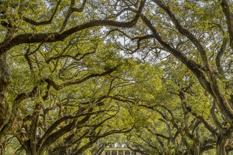 New Orleans: Oak Alley Plantation & Sumpfboot Tagesausflug