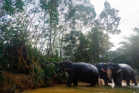 Khaolak : visite guidée du sanctuaire des éléphants avec transferts à l&#039;hôtel