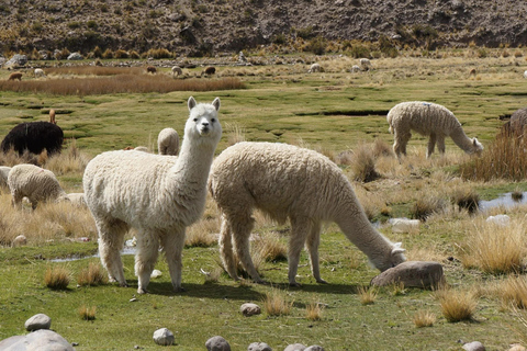 PRYWATNA WYCIECZKA KULTURALNA: SALAR DE UYUNI I WYPAS LAM