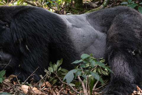 4-Day Gorillas and Golden Monkeys Safari Rwanda to Uganda