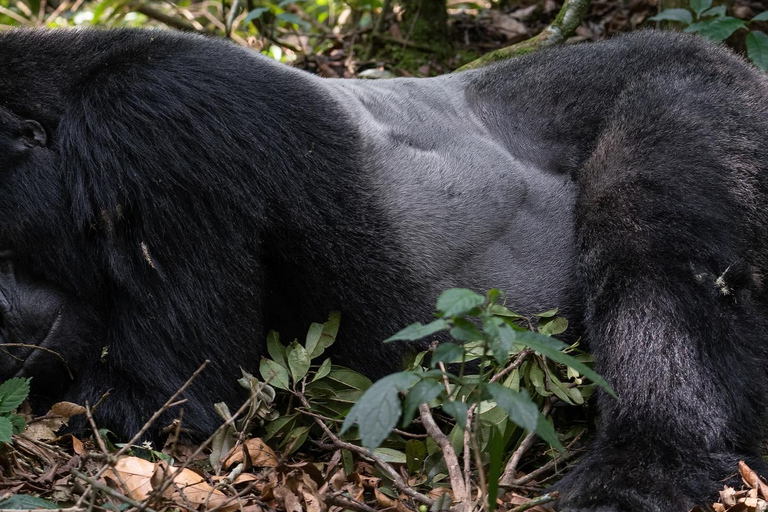 4-Day Gorillas and Golden Monkeys Safari Rwanda to Uganda