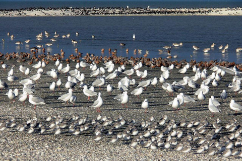 Auckland: Birdwatching, Hiking & Waterfalls Tour