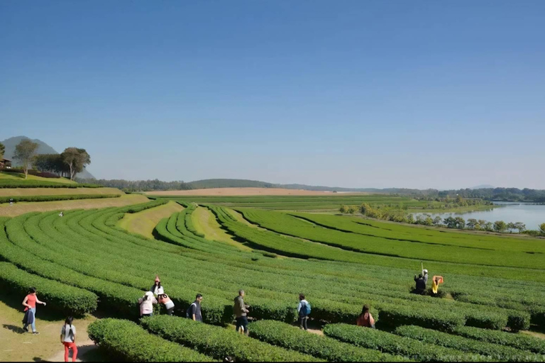 Descobre Chiang Rai: templos, arte e natureza cénicaDiscover Chiang Rai: Temples, Art, and Scenic Nature