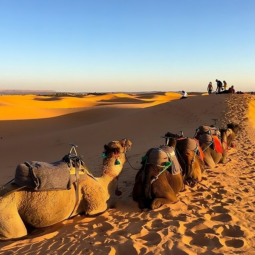 Fès : Excursion de 2 jours dans le désert à Merzouga (1 nuit), retour à Fès - dromadaire