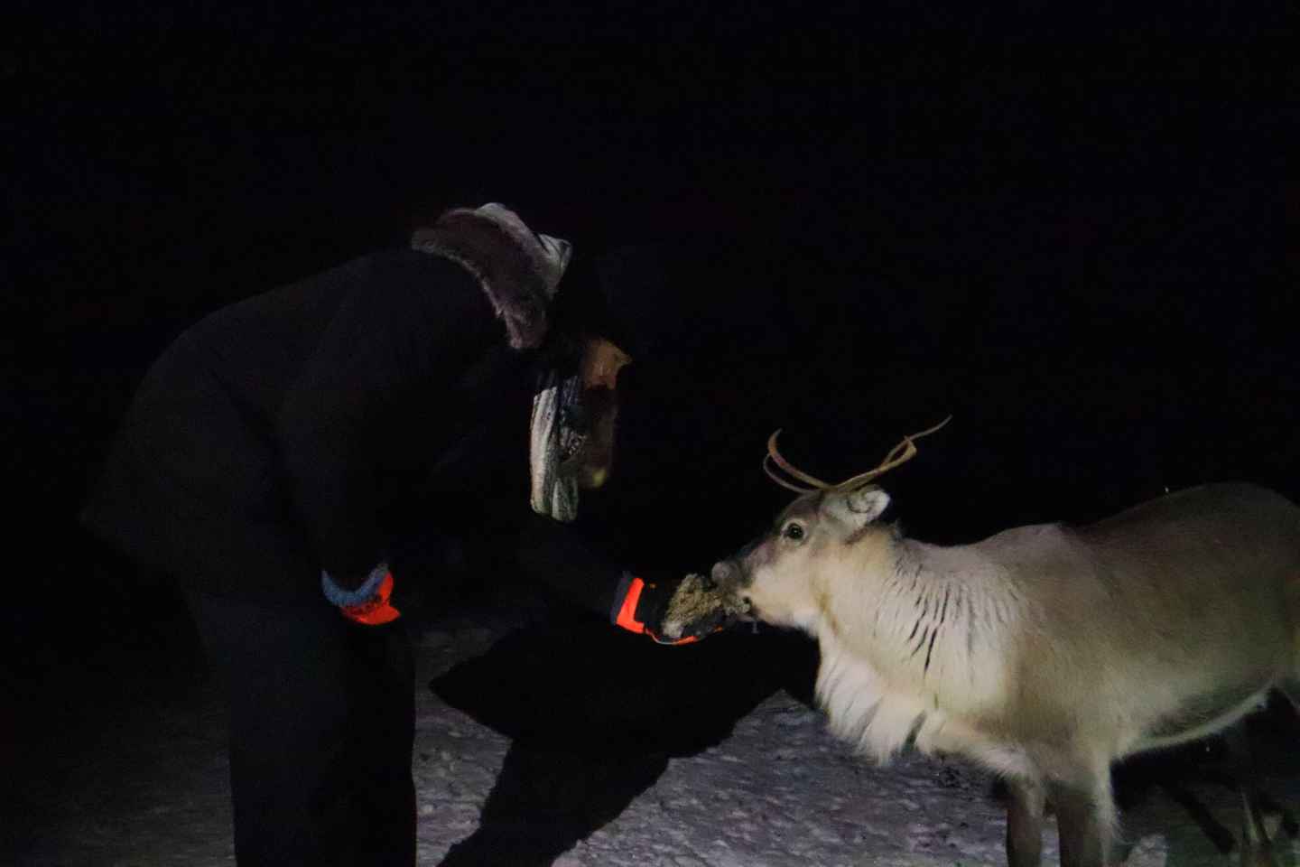 Kiruna: Alimentación de Renos y Tour de la Aurora Boreal
