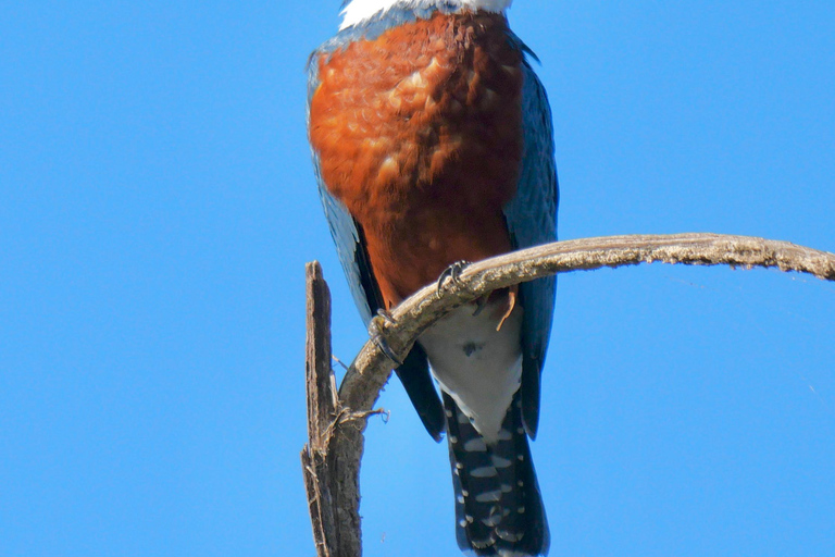 Maart 2025 Coasta Rica: Vogels kijken en fotograferenCoasta Rica: Vogels kijken en fotograferen