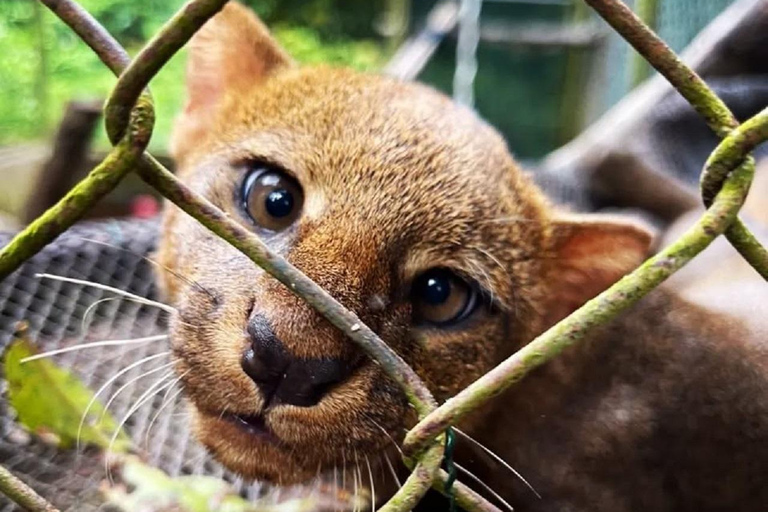 马尔多纳多港：塔里卡亚野生动物救援中心之旅