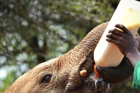 Nairobi National Park, Elephant Orphanage and Giraffe Centre Nairobi National Park, Baby Elephant and Giraffe Centre