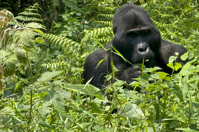 Passeio de 3 dias ao Gorila Mgahinga Gorilla NP Uganda via Ruanda