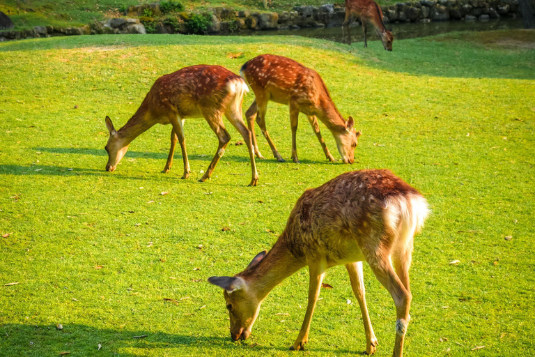 Day tour of Kyoto+Nara, Fushimi Inari Taisha+Arashiyama