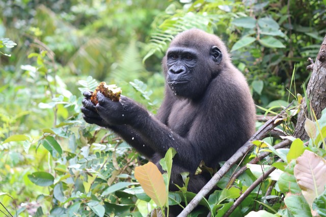 Visit Gorilla Trip  2 Day of Safari In Lesio Luna Sanctuary in Brazzaville