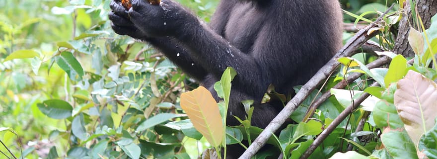 Excursion gorille : 2 jours de safari dans le sanctuaire de Lesio Luna