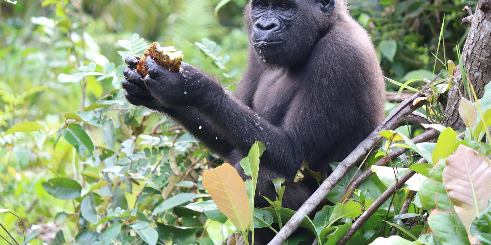 ゴリラ旅行：レシオ・ルナ保護区でのサファリ2日間 | GetYourGuide