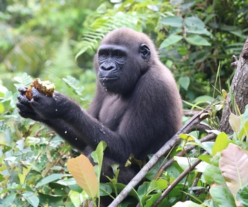 Gorilla Trip : 2 Day of Safari In Lesio Luna Sanctuary