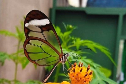 Boquete Butterfly House: Panama's Largest Butterfly Exhibit