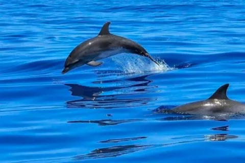 Tampa Bay: Dolphin Shelling Snorkeling Cruise