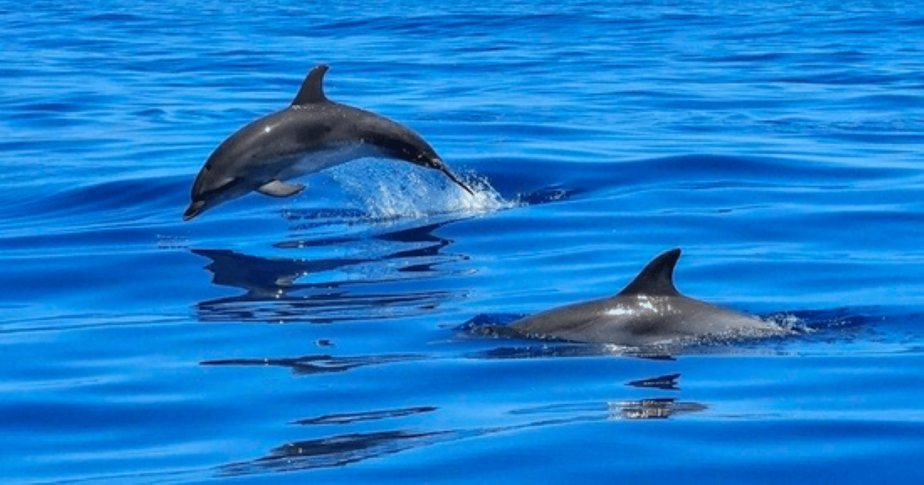 Tampa Bay: Delfin Muscheln Schnorcheln Kreuzfahrt