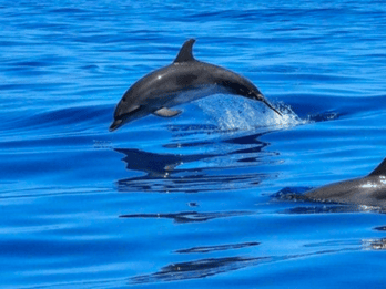 Tampa Bay: Dolphin Shelling Snorkeling Cruise
